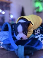 Otto, a male Boston Terrier for sale in Newport, TN – 4 of 9