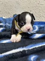 Otto, a male Boston Terrier for sale in Newport, TN – 8 of 9