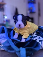 Otto, a male Boston Terrier for sale in Newport, TN – 2 of 9