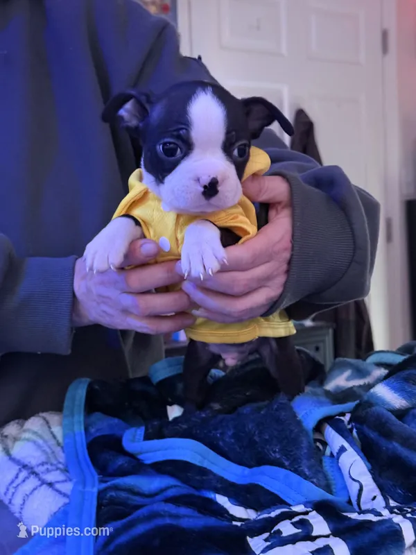 Otto – Boston Terrier puppy for sale in Newport, TN