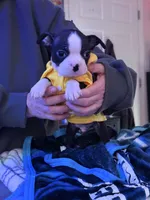 Otto, a male Boston Terrier for sale in Newport, TN – 1 of 9