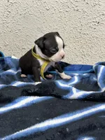 Otto, a male Boston Terrier for sale in Newport, TN – 6 of 9