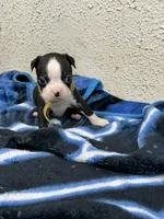 Otto, a male Boston Terrier for sale in Newport, TN – 5 of 9