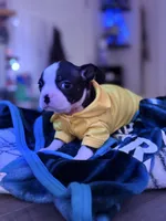 Otto, a male Boston Terrier for sale in Newport, TN – 3 of 9