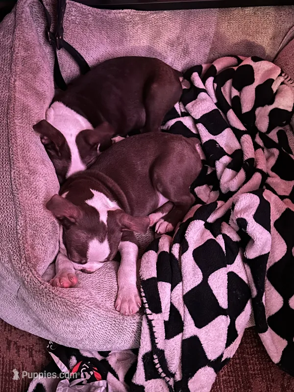Asher – Boston Terrier puppy for sale in Newport, TN