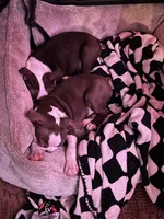 Asher, a male Boston Terrier for sale in Newport, TN – 2 of 9