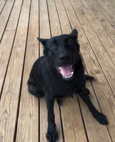 Nova, a female German Shepherd Dog for sale in Newport, TN – 6 of 8
