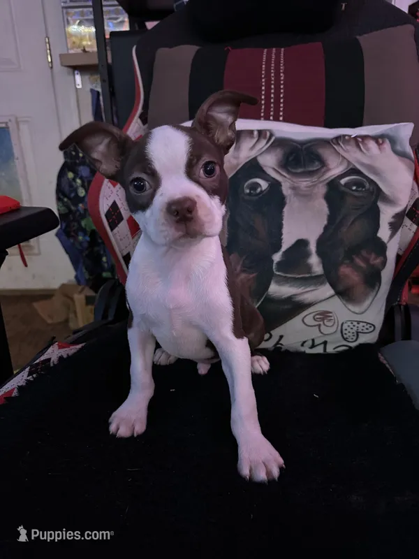 Cyrus – Boston Terrier puppy for sale in Newport, TN