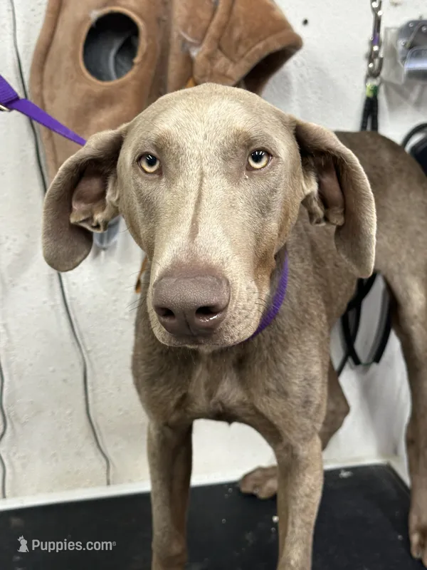 Mike (Reduced) – Doberman Pinscher puppy for sale in Newport, TN