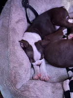 Cyrus, a male Boston Terrier for sale in Newport, TN – 2 of 9