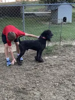 Jasper Kane, a male Poodle - Standard  for sale in Newport, TN – 3 of 3