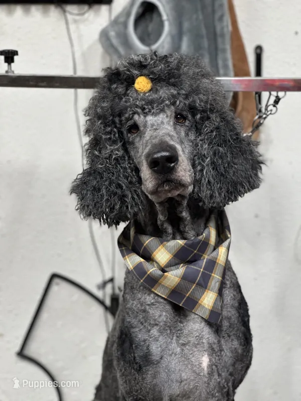 Jasper Kane – Poodle - Standard  puppy for sale in Newport, TN