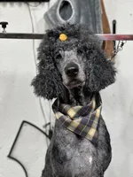 Jasper Kane, a male Poodle - Standard  for sale in Newport, TN – 1 of 3