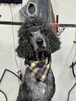 Jasper Kane, a male Poodle - Standard  for sale in Newport, TN – 2 of 3