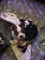Cyrus, a male Boston Terrier for sale in Newport, TN – 5 of 9