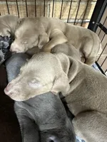 Mike, a male Doberman Pinscher for sale in Newport, TN – 6 of 10