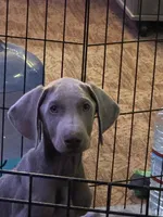 Mike, a male Doberman Pinscher for sale in Newport, TN – 5 of 10