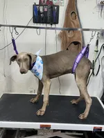 Mike (Reduced), a male Doberman Pinscher for sale in Newport, TN – 7 of 9