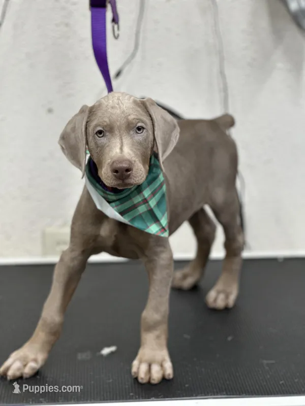 Mike, a male Doberman Pinscher for sale in Newport, TN – 1 of 10