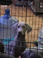 Mike, a male Doberman Pinscher for sale in Newport, TN – 8 of 10