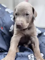 Mike, a male Doberman Pinscher for sale in Newport, TN – 3 of 10