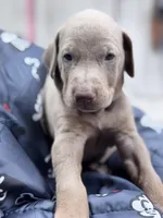 Mike, a male Doberman Pinscher for sale in Newport, TN – 2 of 10