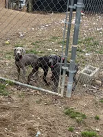 Mike, a male Doberman Pinscher for sale in Newport, TN – 10 of 10