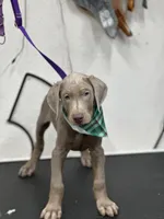 Mike, a male Doberman Pinscher for sale in Newport, TN – 4 of 10