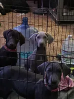Mike, a male Doberman Pinscher for sale in Newport, TN – 7 of 10