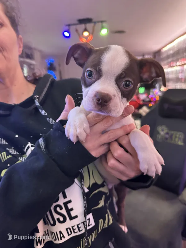 Cyrus – Boston Terrier puppy for sale in Newport, TN