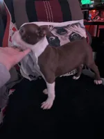 Asher, a male Boston Terrier for sale in Newport, TN – 1 of 9