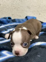 Asher, a male Boston Terrier for sale in Newport, TN – 2 of 8