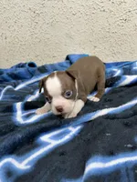 Asher, a male Boston Terrier for sale in Newport, TN – 5 of 8
