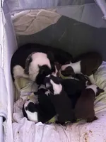 Asher, a male Boston Terrier for sale in Newport, TN – 6 of 8