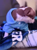 Asher, a male Boston Terrier for sale in Newport, TN – 3 of 8