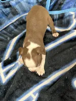 Asher, a male Boston Terrier for sale in Newport, TN – 8 of 8