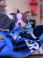 Asher, a male Boston Terrier for sale in Newport, TN – 1 of 8