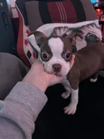 Asher, a male Boston Terrier for sale in Newport, TN – 9 of 9