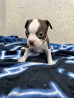 Cyrus, a male Boston Terrier for sale in Newport, TN – 5 of 10