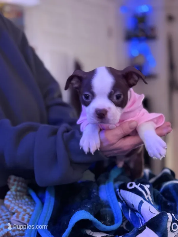 Cyrus – Boston Terrier puppy for sale in Newport, TN