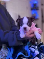 Cyrus, a male Boston Terrier for sale in Newport, TN – 1 of 10