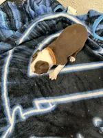 Cyrus, a male Boston Terrier for sale in Newport, TN – 9 of 10
