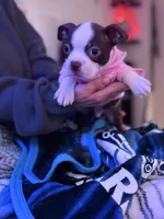 Cyrus, a male Boston Terrier for sale in Newport, TN – 2 of 10