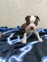 Cyrus, a male Boston Terrier for sale in Newport, TN – 10 of 10