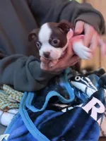 Cyrus, a male Boston Terrier for sale in Newport, TN – 4 of 10