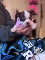 Cyrus, a male Boston Terrier for sale in Newport, TN – 3 of 10