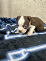 Cyrus, a male Boston Terrier for sale in Newport, TN – 7 of 10