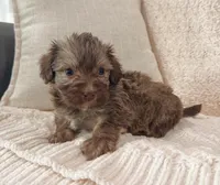 Charlie, a male Havanese for sale in Berlin, OH – Photo 4 of 4
