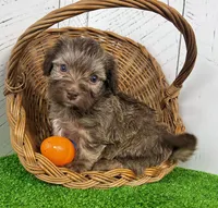 Charlie, a male Havanese for sale in Berlin, OH – Photo 2 of 4