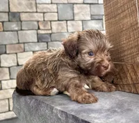 Charlie, a male Havanese for sale in Berlin, OH – Photo 3 of 4